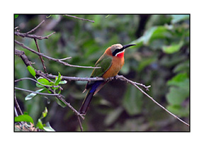 _DSC4129-auto-tone03